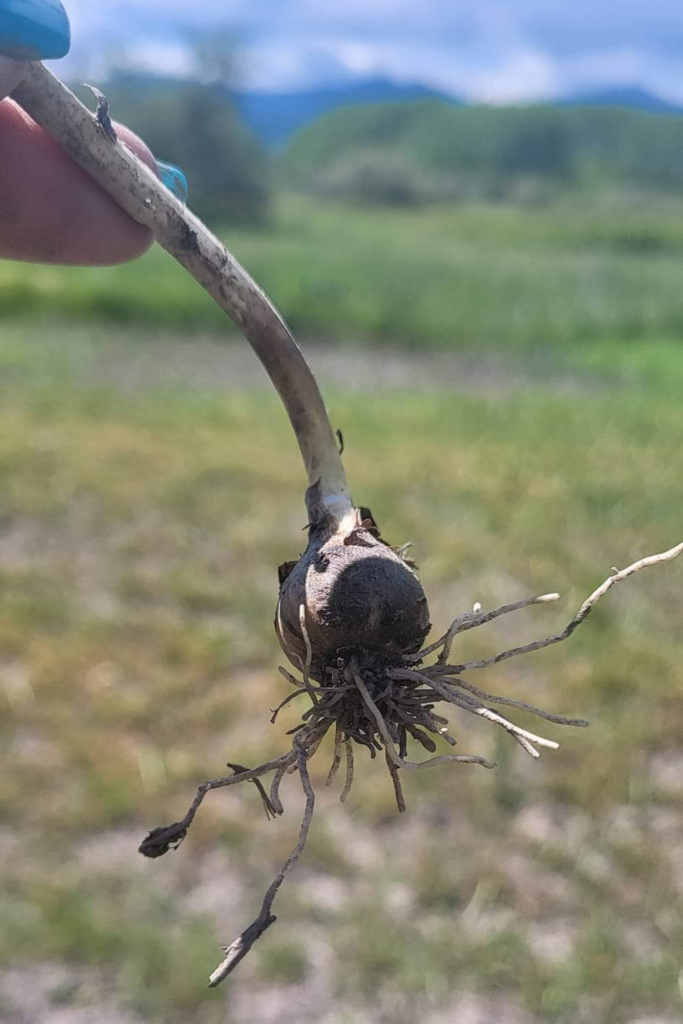 Image shows a plant bulb and roots.