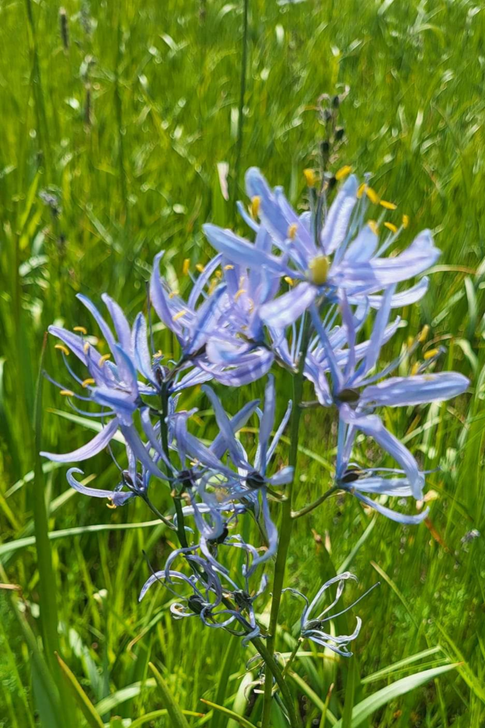 Blue flowers.