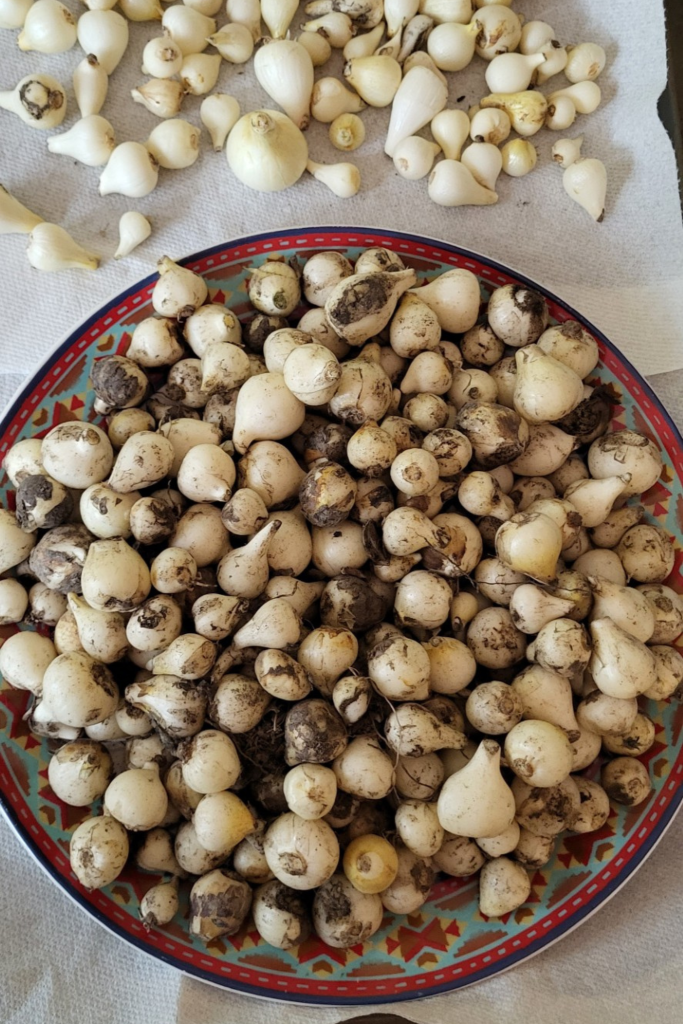 A bowl of a type of harvested vegetation.