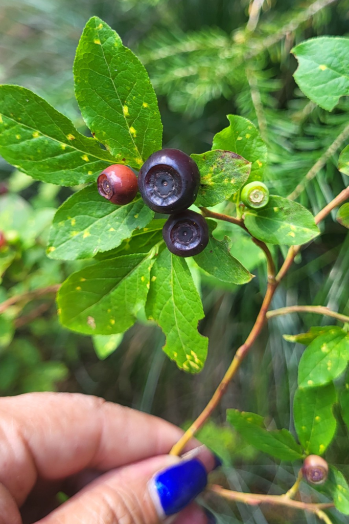 Hands pulling on the ripe berries still attached to the larger plant.